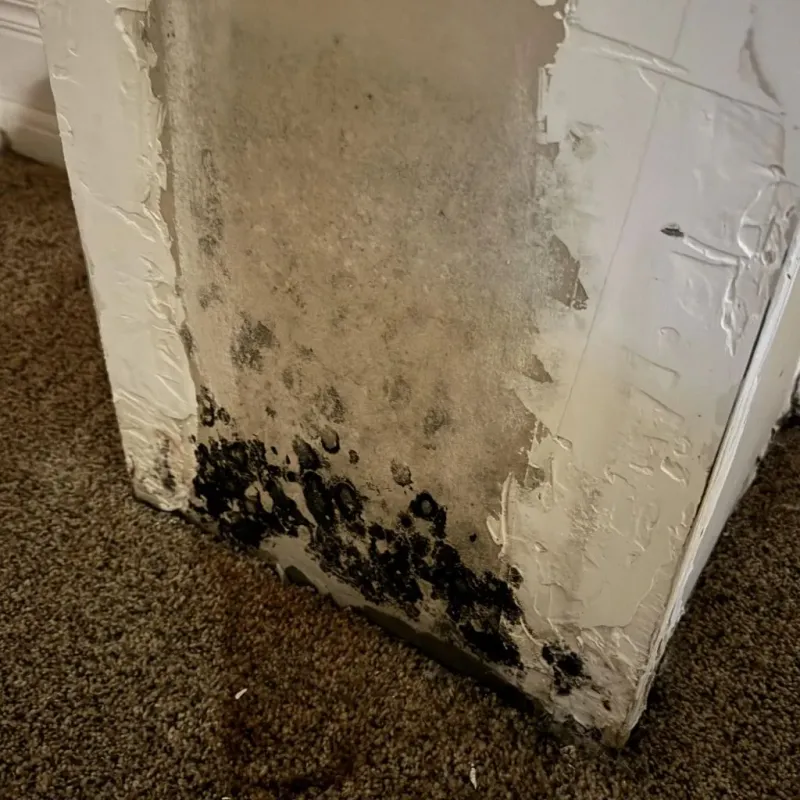 Professional Mold Removal in Eglin Village, FL